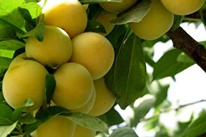 آغاز برداشت آلو «قطره طلا» در قزوین/ پیش‌بینی تولید بیش از ۸۰۰ تن محصول