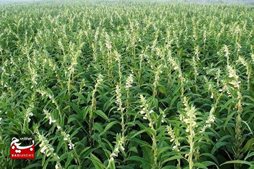 آغاز کشت کنجد در مزارع شهرستان حمیدیه
