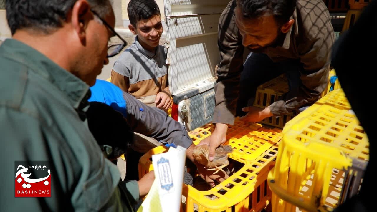 اجرای طرح «معیشت‌محور خانواده‌ها» برای خودکفایی روستاها/ توزیع ۲۱ هزار قطعه جوجه مرغ بومی در خراسان جنوبی