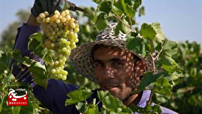 پیش‌بینی رشد ۶۷ درصدی صادرات انگور در خلیل‌آباد