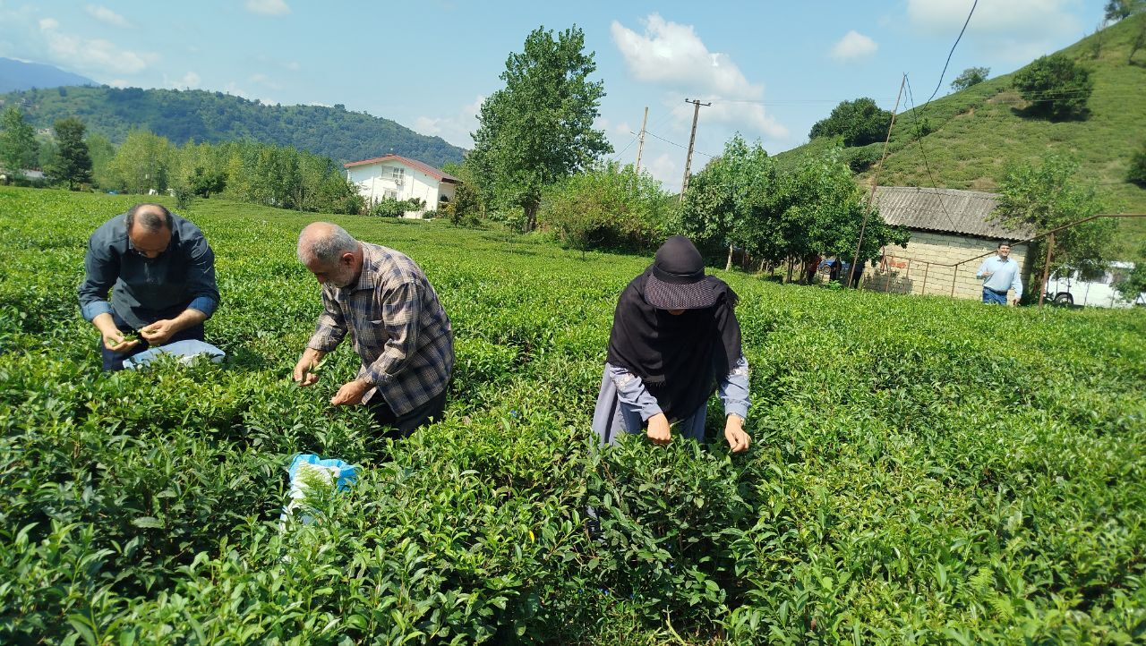 ۱۶ هزار و ۵۰۰ تن برگ سبز چای در لاهیجان خریداری شد ۱۶ هزار و ۵۰۰ تن برگ سبز چای در لاهیجان خریداری شد