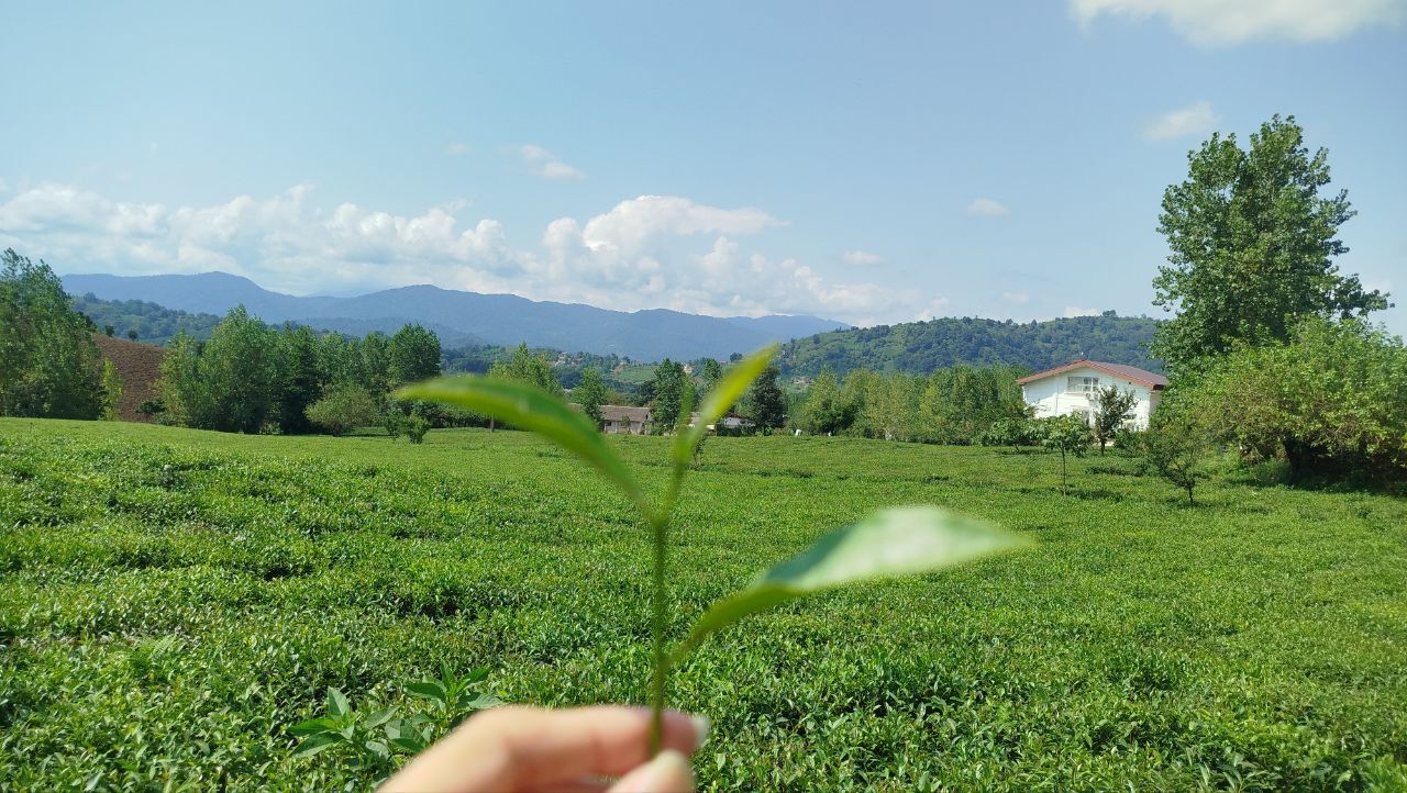 ۱۶ هزار و ۵۰۰ تن برگ سبز چای در لاهیجان خریداری شد ۱۶ هزار و ۵۰۰ تن برگ سبز چای در لاهیجان خریداری شد