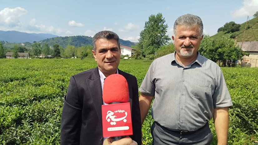 ۱۶ هزار و ۵۰۰ تن برگ سبز چای در لاهیجان خریداری شد