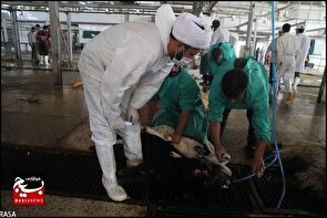 آیا نظارت شرعی بر واردات گوشت حذف شده است؟