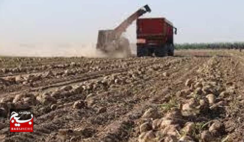 خیز خوزستان برای توسعه کشت چغندرقند