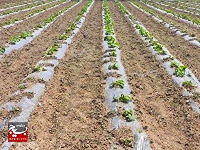 رشد ۳۰ درصدی کشت محصولات تابستانه در شهرستان لالی