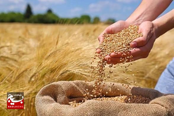 تحقق خرید بیش از 316 هزار تن گندم/ پرداخت 4.5 همت از مطالبات گندم‌کاران زنجانی