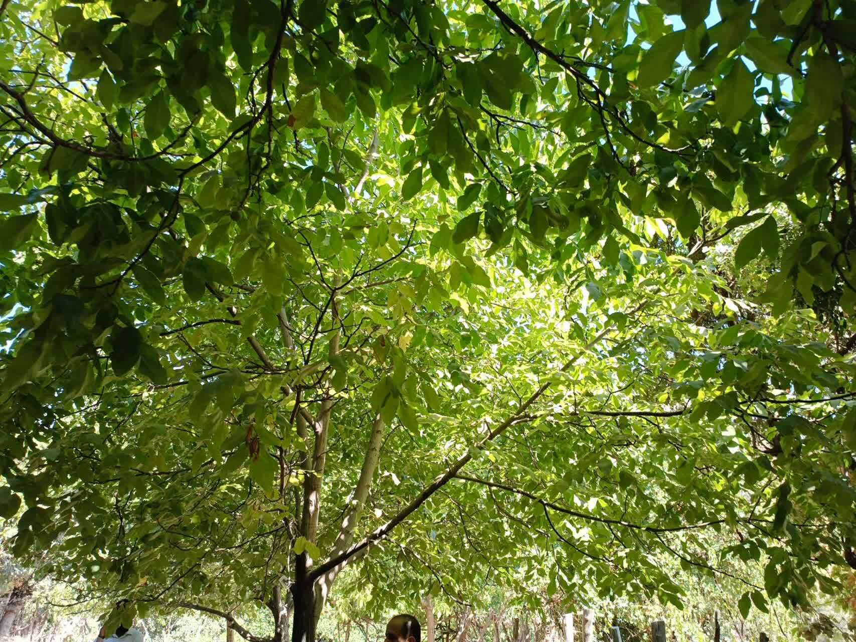 بسیج کشاورزی بویراحمد در کنار باغداران و کشاورزان روستای پراشکفت