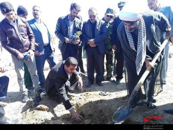 کشت گل محمدی در سفیددشت