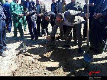 کشت گل محمدی در سفیددشت