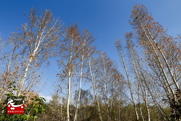 طبیعت پاییزی روستایی در قم

عکس از سیدمحمدمهدی قدس‌علوی