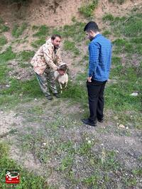 ویزیت رایگان دام