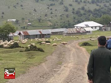 ویزیت رایگان دام