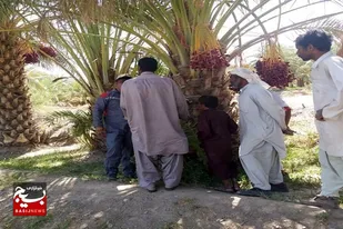مبارزه با سوسک سرخرطومی در سطح ۷۰هزار هکتار از نخلستان&zwnj;های سیستان&zwnj; و بلوچستان انجام شد