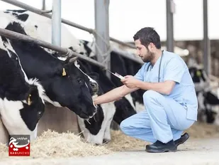 انجام بیش از ۲۰ میلیون نوبت سر ایمن سازی دام&zwnj;ها در خوزستان