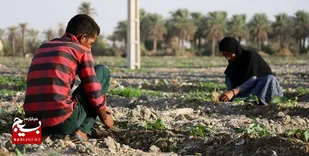 تصویب الگوی کشت تابستانه در ۴۰ هزار هکتار از اراضی حوضه آبریز کرخه