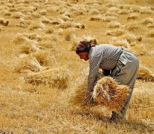 واریز بیش از ۲ هزار میلیارد ریال به&zwnj;حساب گندم&zwnj;کاران