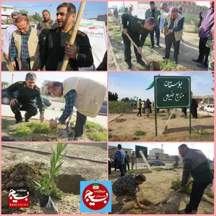 کاشت نهال بنام شهدا دربوستان منابع طبیعی هندیجان