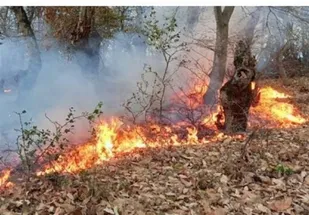 آتش به جان جنگل "رنگو" افتاد/ فراخوان گروه&zwnj;های جهادی از سوی فرمانده سپاه گرگان برای اطفای حریق