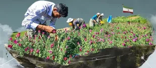 رویداد علمی دانش بنیان گیاهان دارویی در شهرستان راز و جرگلان برگزار می&zwnj;شود