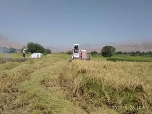 برداشت برنج از شالیزارهای استان قزوین آغاز شد