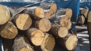 ۱۵ نیسان چوب قاچاق در خلخال کشف شد