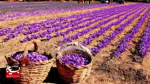 لزوم همکاری اتاق&zwnj;های بازرگانی خوزستان برای جذب سرمایه&zwnj;گذار در بخش تولید زعفران