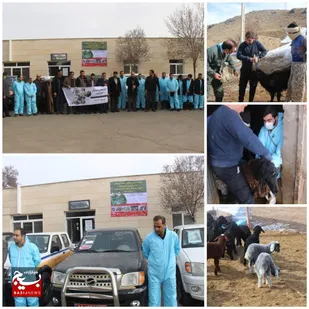 اردوی جهادی دامپزشکی جهادگران بسیج دانشجویی در روستاهای شهرستان بویین زهرا برگزار شد