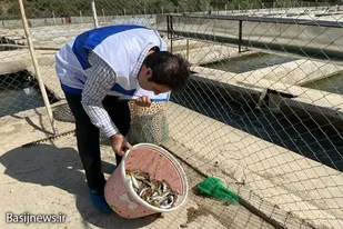 اجرای طرح پایش بیماری&zwnj;های ویروسی آبزیان&nbsp;از مزارع پرورش ماهی نهاوند