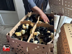 توزیع ۱۰ هزار قطعه جوجه بومی در روستاهای کمتربرخوردار استان مازندران