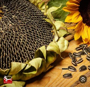 افزایش ۳۰ درصدی تولید تخمه&zwnj;های آجیلی، آفتابگردان و کدو در شهرستان خوی