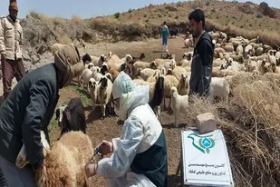 تزریق 2632 دز واکسن آبله به گوسفندان مناطق محروم