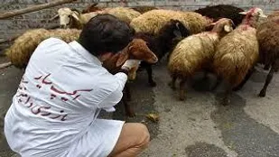 24 اکیپ دامپزشکی بر ذبح قربانی&zwnj;های عید قربان در زنجان نظارت می&zwnj;کنند