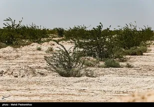 بسیج سازندگی خوزستان ۴ هزار هکتار از کانون&zwnj;های ریزگرد را نهال&zwnj;کاری می&zwnj;کند