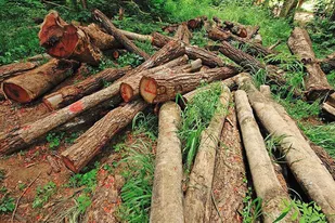 کشف ۱۲۰ اصله درخت جنگلی قطع شده در کلیبر