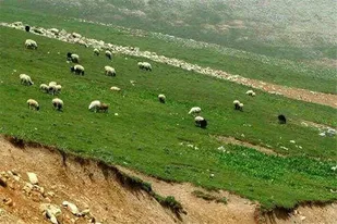 افزایش ۲۴ درصدی پرونده&zwnj;های چرای غیرمجاز دام در زنجان