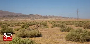 مراتع ملارد در تسخیر گیاه مهاجم "اسفند"/ملارد؛ به یکی از پایگاه&zwnj;های پرورش گل محمدی تبدیل می&zwnj;شود