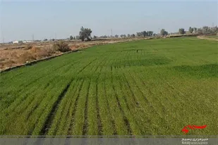 طرح پایلوت کشت قراردادی گندم در سطح ١۵ هزار هکتار در سیستان و بلوچستان