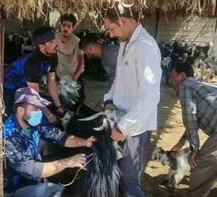 واکسیناسیون رایگان بیش از 320 هزار راس دام سبک علیه بیماری آبله در شهرستان ایذه