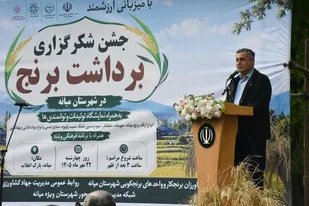 کشت برنج در ۸ هزار هکتار شالیزار آذربایجان&zwnj;شرقی