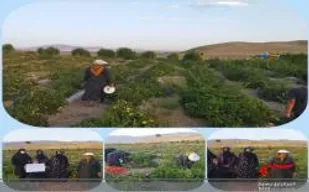 اردوی جهادی برداشت محصول در منطقه عشایری زاغه لرستان