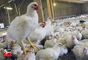 بهره&zwnj;برداری از چهارمین زنجیره تولید گوشت مرغ خوزستان