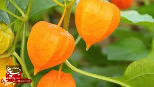 برداشت ۵۰ تن فیسالیس از مزارع پارس&zwnj;آباد