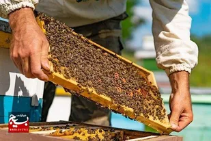 اجرای طرح سرشماری زنبورستان&zwnj;ها در مسجدسلیمان