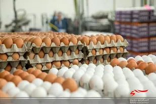 فروش اینترنتی تخم مرغ و برنج در اهواز آغاز شد