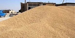 توقیف کامیون حامل ۲۱ تن کنجاله سویا قاچاق در کنگاور
