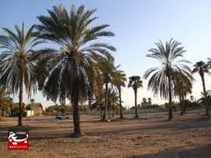 آشنایی نخلداران آبادانی با آفات و بیماری های نخلستان