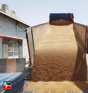 خرید تضمینی گندم از مرز ۱۰ هزار تن در تایباد گذشت