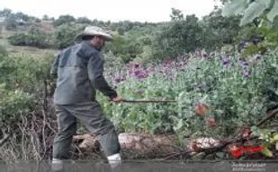 کشف و معدوم سازی مزارع خشخاش شهرستان دره شهر استان ایلام