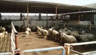 بهره برداری از مجتمع دامپروری اندیمشک